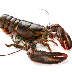 Boston fresh lobster 700g Canadian import seafood aquatic lobster fresh shipping meat tender Canadian import