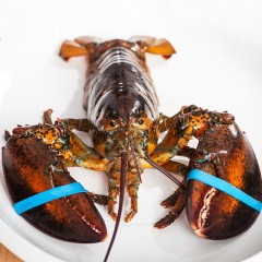 Boston fresh lobster 700g Canadian import seafood aquatic lobster fresh shipping meat tender Canadian import
